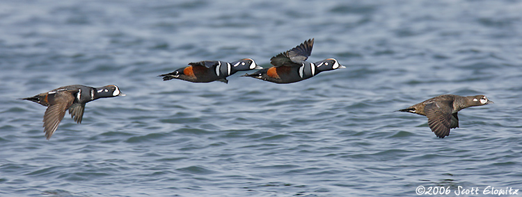 Harlequin Duck