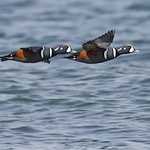 Harlequin Duck