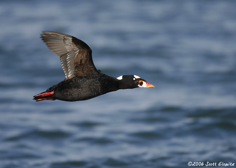 Surf Scoter