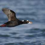 Surf Scoter