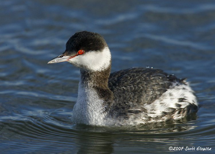 Horned Grebe