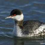 Horned Grebe