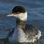 Horned Grebe