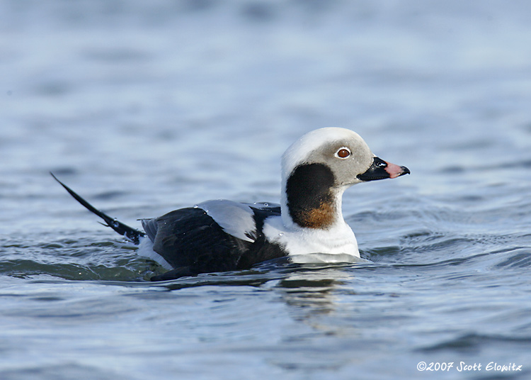 Long-tailed Duck