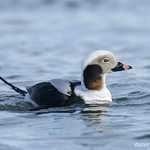 Long-tailed Duck