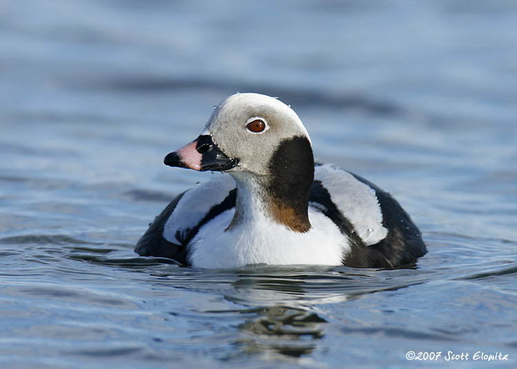 Long-tailed Duck