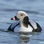 Long-tailed Duck