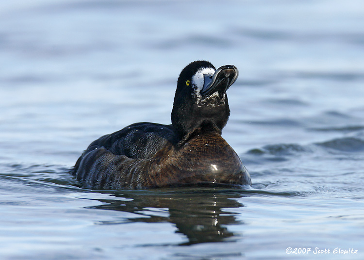 Greater Scaup 