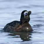 Greater Scaup 
