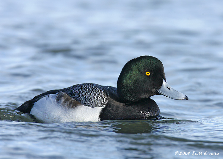 Greater Scaup 