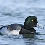 Greater Scaup 