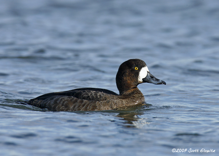 Greater Scaup 