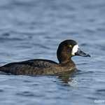 Greater Scaup 