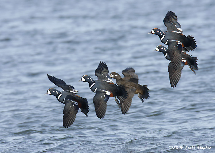 Harlequin Duck