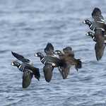 Harlequin Duck