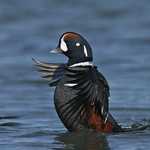 Harlequin Duck