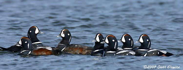 Harlequin Duck