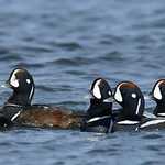 Harlequin Duck