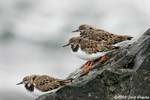 Ruddy Turnstone