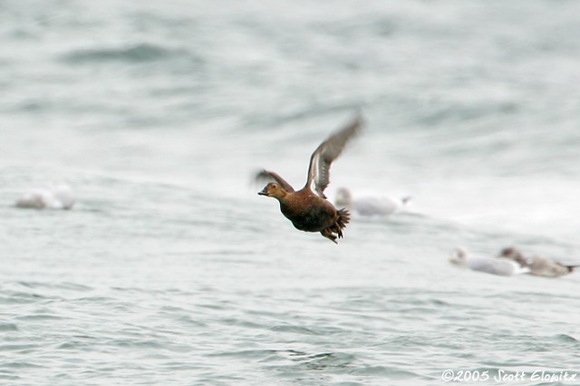 King Eider