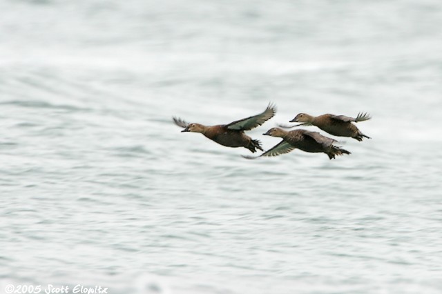 King Eider