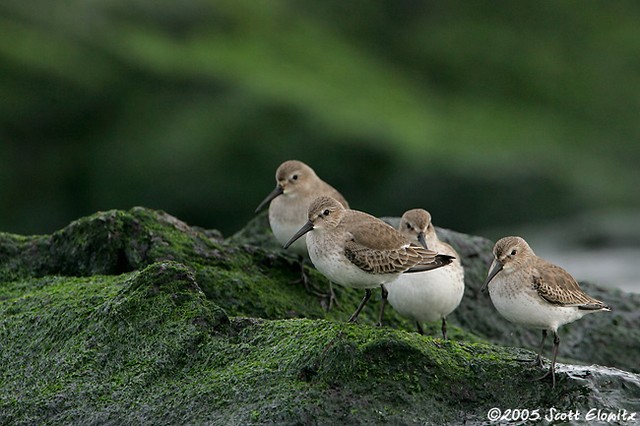 Dunlin