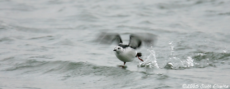 Black Guillemot