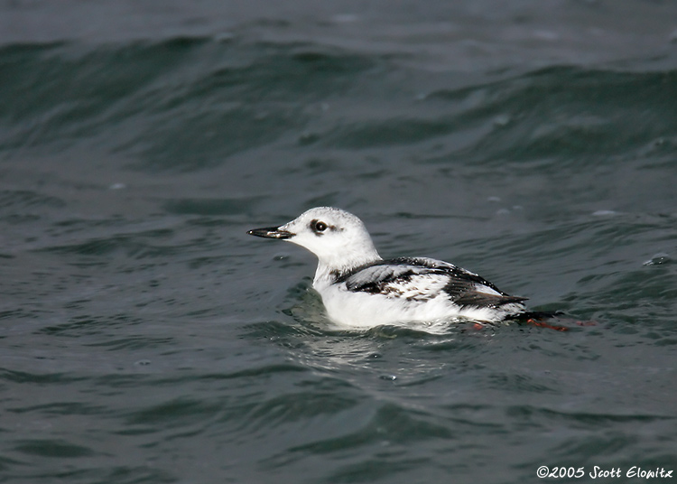 Black Guillemot