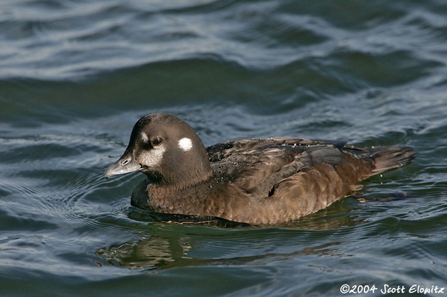 Harlequin Duck