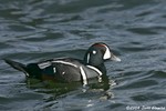 Harlequin Duck