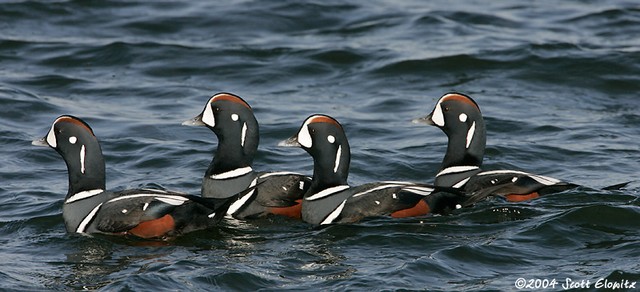 Harlequin Duck