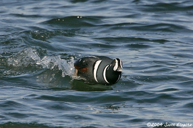 Harlequin Duck