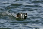 Harlequin Duck