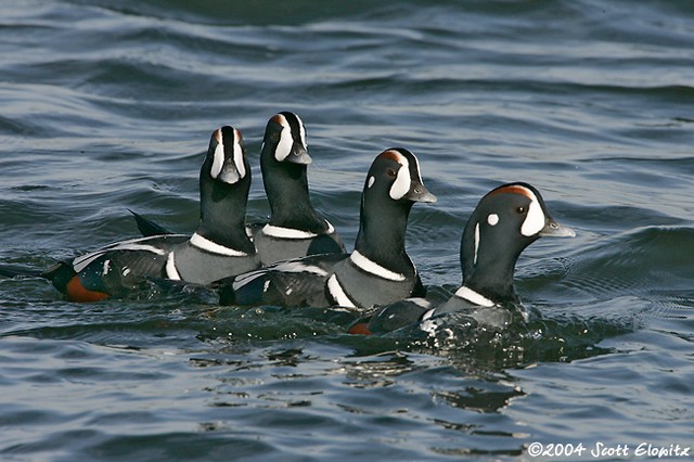 Harlequin Duck