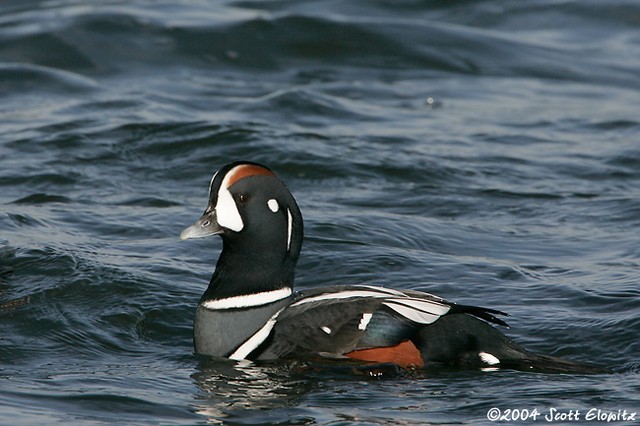 Harlequin Duck