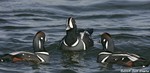 Harlequin Duck