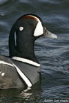 Harlequin Duck