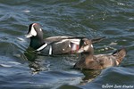 Harlequin Duck