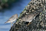 Purple Sandpiper