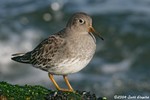 Purple Sandpiper