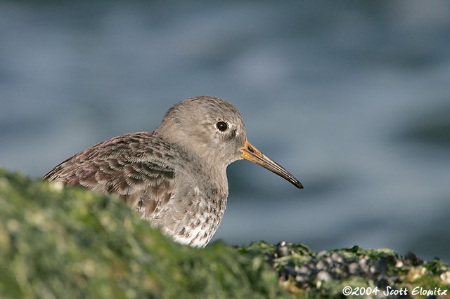 Purple Sandpiper