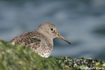 Purple Sandpiper