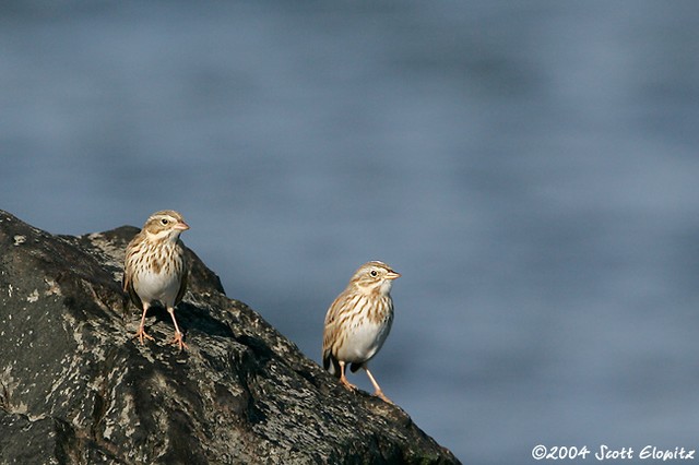 Savannah Sparrow (Ipswich)