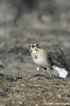 Savannah Sparrow (Ipswich)