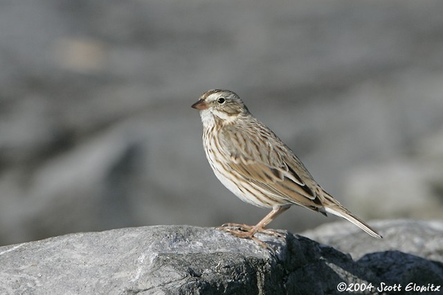 Savannah Sparrow (Ipswich)