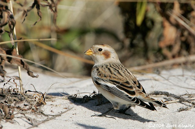 Snow Bunting