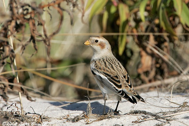 Snow Bunting