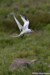 Red-billed tropicbird