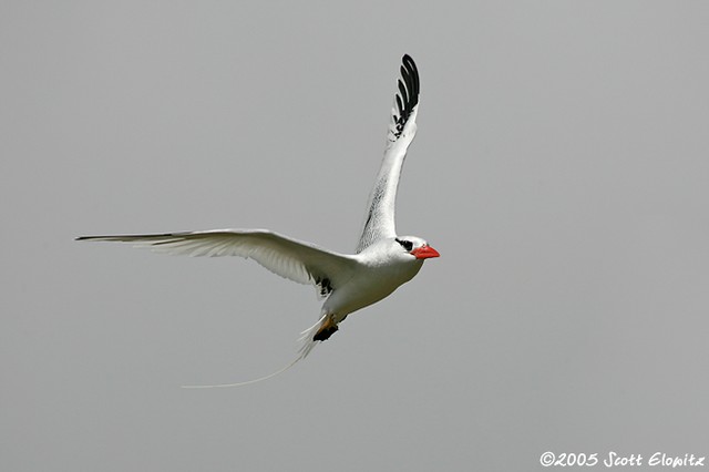 Red-billed tropicbird