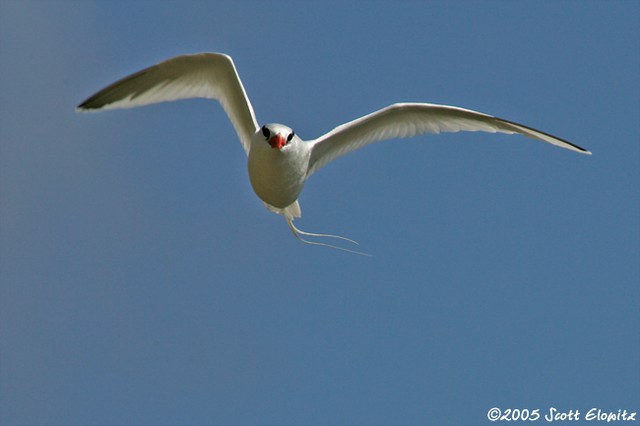 Red-billed tropicbird